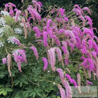   Sanguisorba hakusanensis 'Lilac Squirrel' - vérfű