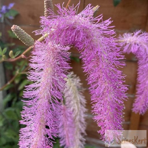 Sanguisorba hakusanensis 'Lilac Squirrel' - vérfű