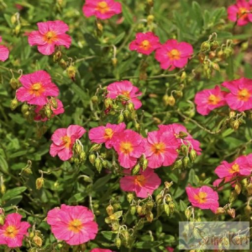 Helianthemum 'Ben Hope' - napvirág