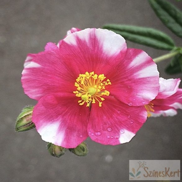 Helianthemum 'Raspberry Ripple' - napvirág