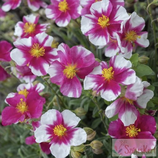 Helianthemum 'Raspberry Ripple' - napvirág