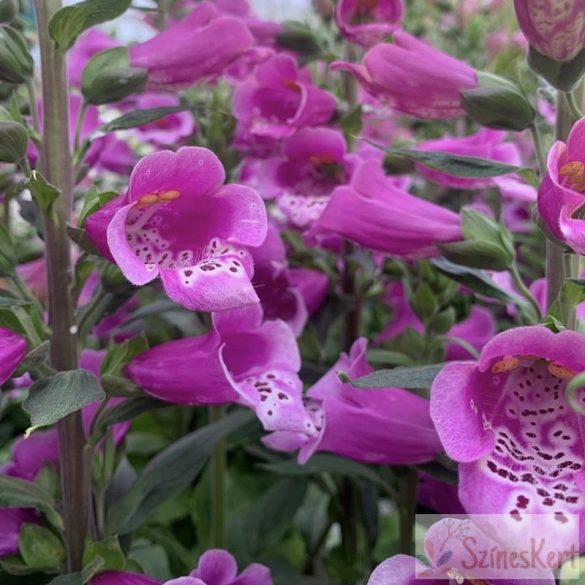 Digitalis purpurea 'Dalmatian Purple' - pettyegetett gyűszűvirág