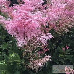 Filipendula rubra 'Venusta' - magas legyezőfű