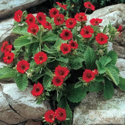 Potentilla 'Gibson's Scarlet' - pimpó