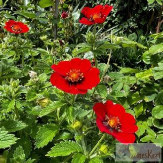 Potentilla 'Flamenco' - pimpó