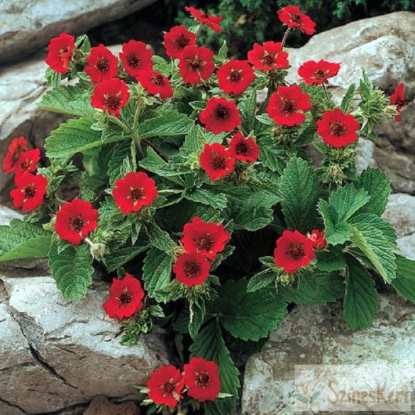 Potentilla 'Gibson's Scarlet' - pimpó