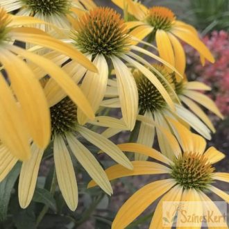 Echinacea 'Mellow Yellows' - kasvirág