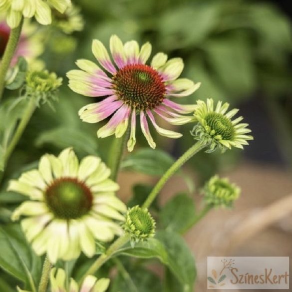 Echinacea ‘Prairie Blaze Vintage Lime’ - bíbor kasvirág 