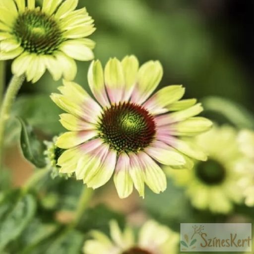 Echinacea ‘Prairie Blaze Vintage Lime’ - bíbor kasvirág 