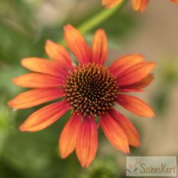   Echinacea ‘Prairie Blaze Orange Sunset’ - bíbor kasvirág