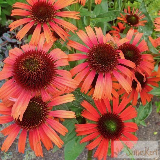 Echinacea ‘Prairie Blaze Orange Sunset’ - bíbor kasvirág