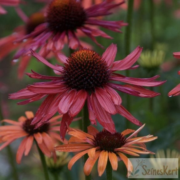 Echinacea 'Hot Summer' - bíbor kasvirág