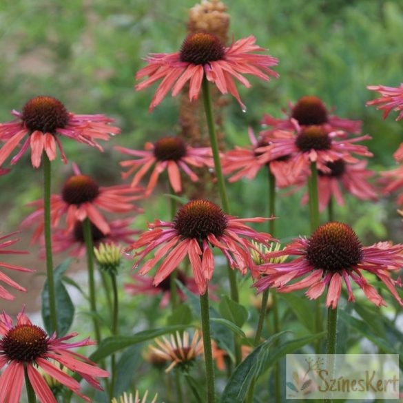 Echinacea 'Hot Summer' - bíbor kasvirág - szineske