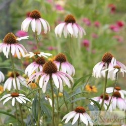 Echinacea ‘Pretty Parasol’ - bíbor kasvirág