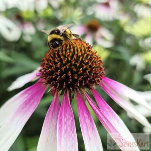 Echinacea ‘Pretty Parasol’ - bíbor kasvirág