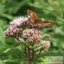 Eupatorium maculatum 'Little - Pye' - sédkender