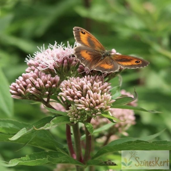 Eupatorium maculatum 'Little - Pye' - sédkender