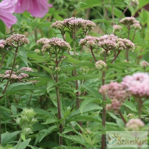 Eupatorium maculatum 'Little - Pye' - sédkender