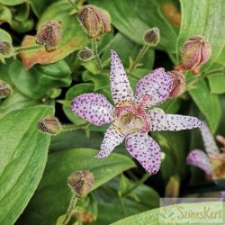   Tricyrtis formosana 'Pink Freckles' - tajvani púpliliom, tajvani varasliliom