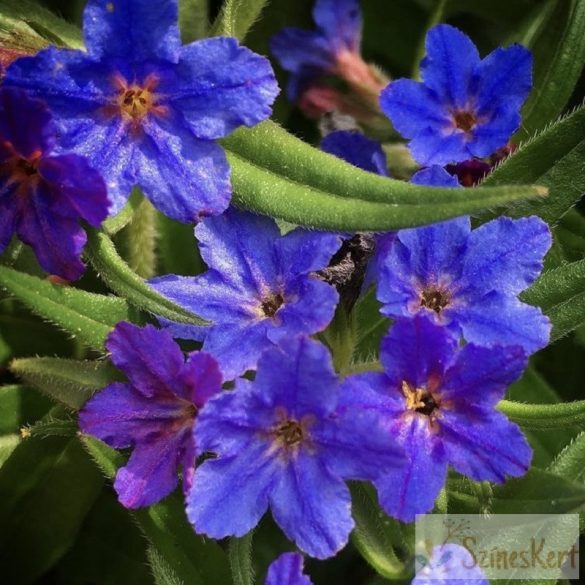 Buglossoides purpurocaerulea - erdei gyöngyköles