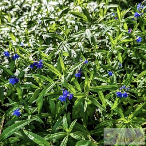 Buglossoides purpurocaerulea - erdei gyöngyköles