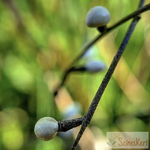 Buglossoides purpurocaerulea - erdei gyöngyköles