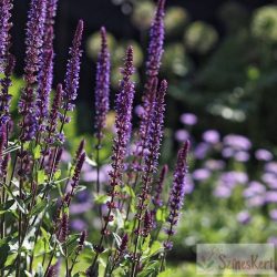 Salvia nemorosa ‘Caradonna’ - ligeti zsálya