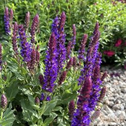 Salvia nemorosa 'Salvatore Blue' - ligeti zsálya