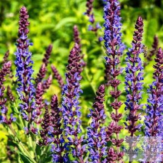 Salvia nemorosa 'Jan Spruyt' - ligeti zsálya
