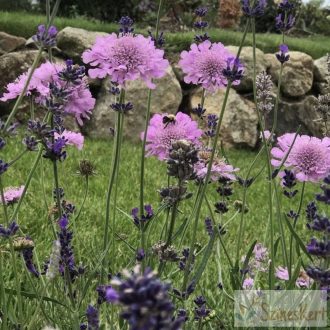   Scabiosa columbaria 'Pink Mist' - galambszínű ördögszem