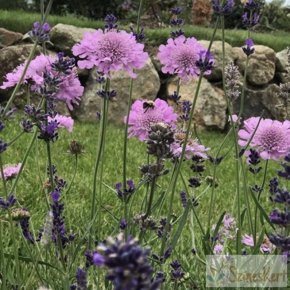 Scabiosa columbaria 'Pink Mist' - galambszínű ördögszem