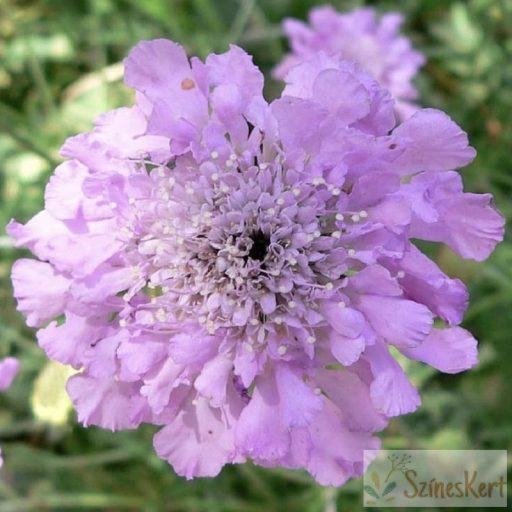 Scabiosa columbaria 'Pink Mist' - galambszínű ördögszem