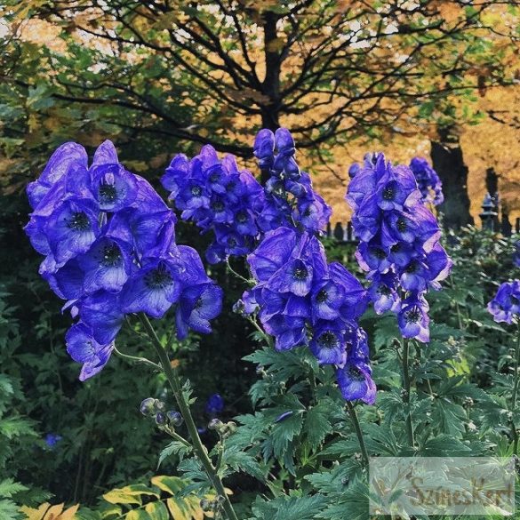 Aconitum carmichaelii 'Arendsii' - őszi sisakvirág