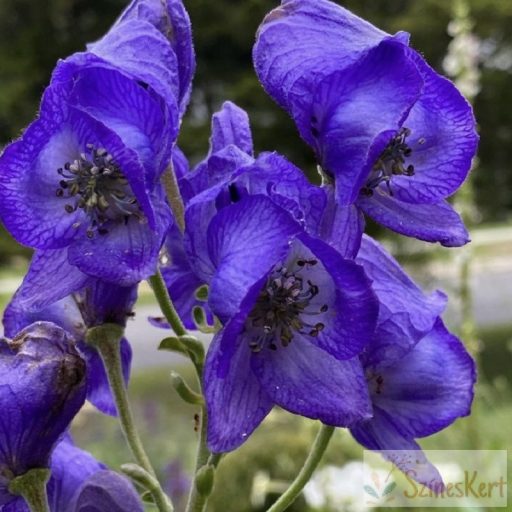 Aconitum carmichaelii 'Arendsii' - őszi sisakvirág