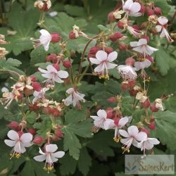 Geranium macrorrhizum ‘Spessart’ - illatos gólyaorr