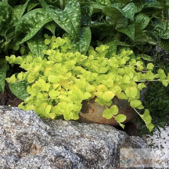 Lysimachia nummularia 'Aurea' - pénzlevelű lizinka