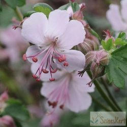 Geranium x cantabrigiense ‘Biokovo’ - angol gólyaorr