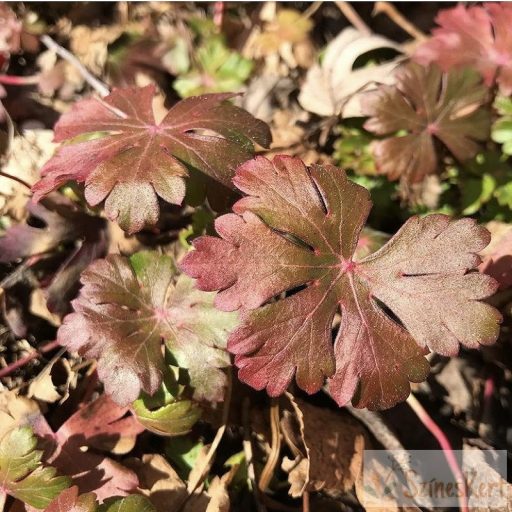 Geranium x cantabrigiense ‘Biokovo’ - angol gólyaorr