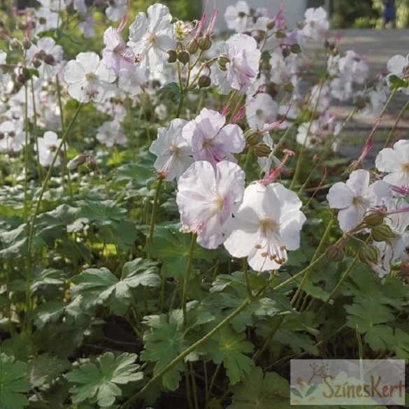 Geranium x cantabrigiense ‘St. Ola’ - angol gólyaorr