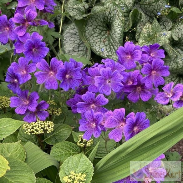 Geranium magnificum - pompás gólyaorr