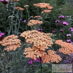   Achillea millefolium 'Desert Eve Terracotta' - cickafark