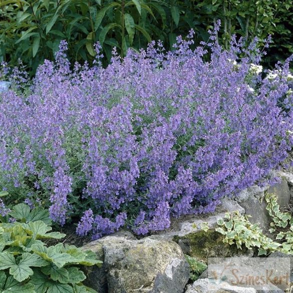 Nepeta fassenii ‘Kit Cat’ – kerti macskamenta