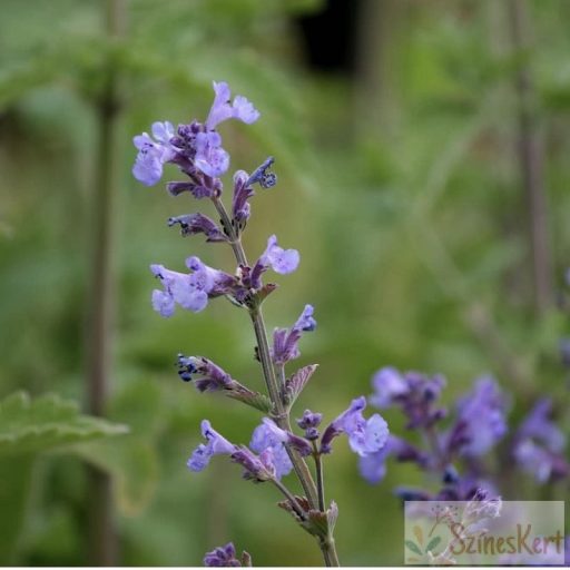 Nepeta fassenii ‘Kit Cat’ – kerti macskamenta