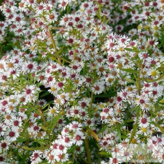   Aster ericoides 'Weisser Zwerg' - tűlevelű őszirózsa