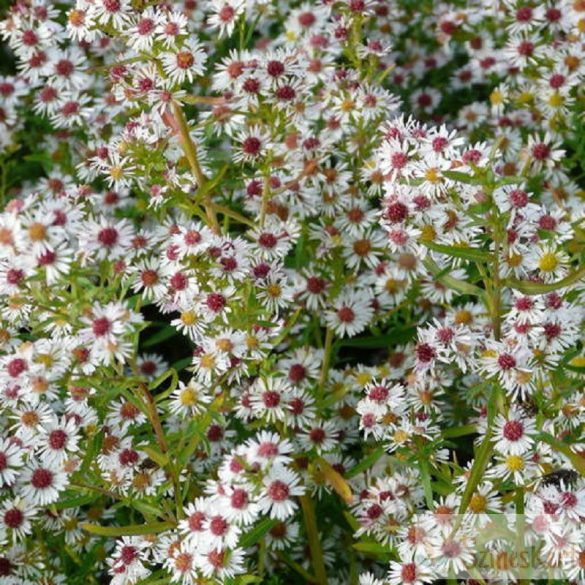 Aster ericoides 'Weisser Zwerg' - tűlevelű őszirózsa