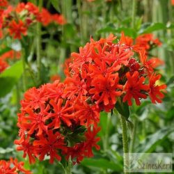   Lychnis chalcedonica 'Maltese Cross' - égőszerelem