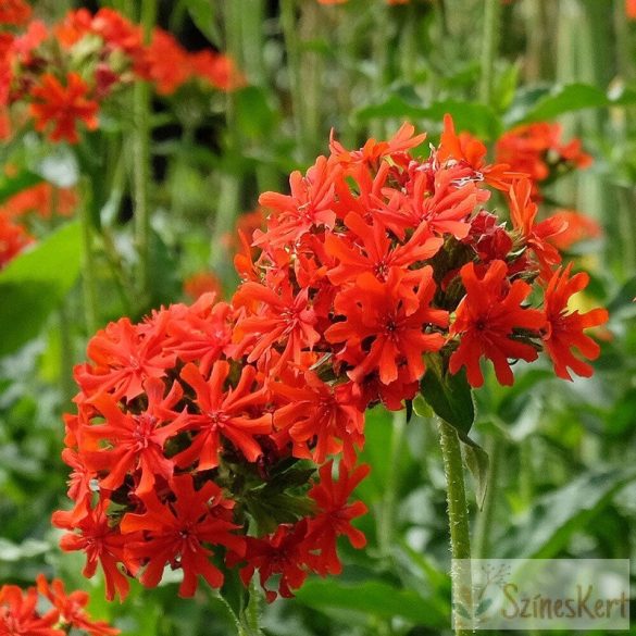 Lychnis chalcedonica 'Maltese Cross' - égőszerelem