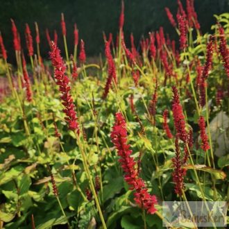   Persicaria amplexicaulis 'Dark Red' - szárölelő keserűfű