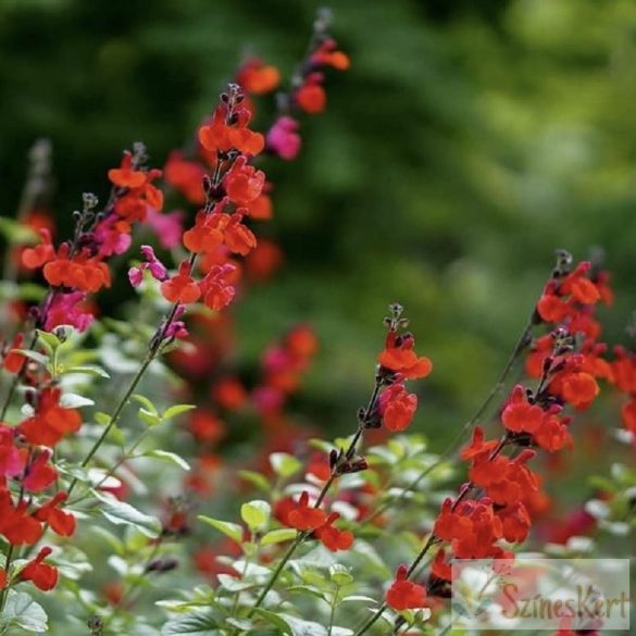 Salvia greggii ‘Royal Bumble’ - őszi zsálya