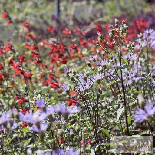Salvia greggii ‘Royal Bumble’ - őszi zsálya